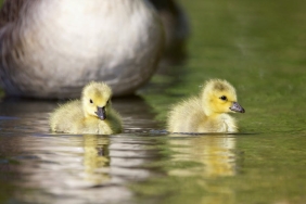 Ilkay-ve-Sara-Gundogan-Ailesi-Genisliyor-Ikinci-Bebek-Yolda-featured