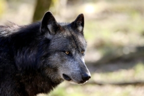 Kurtlar-Vadisi-Pusu8217nun-Yildizi-Levent-Can-Hayata-Veda-Etti-featured