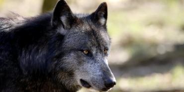 Kurtlar-Vadisi-Pusu8217nun-Yildizi-Levent-Can-Hayata-Veda-Etti-featured