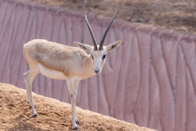 Mehmet-Ali-Erbil-ve-Gulseren-Ceylan8217in-Nisani-Bitti-featured