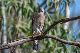 Aleyna-Cakir-Davasinda-Konum-Skandalina-Takipsizlik-Karari-featured