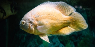 Dilan-Cicek-Deniz8217den-Oscar8217larda-Tarihi-Basari-Ilk-ve-Tek-Turk-Oyuncu-featured