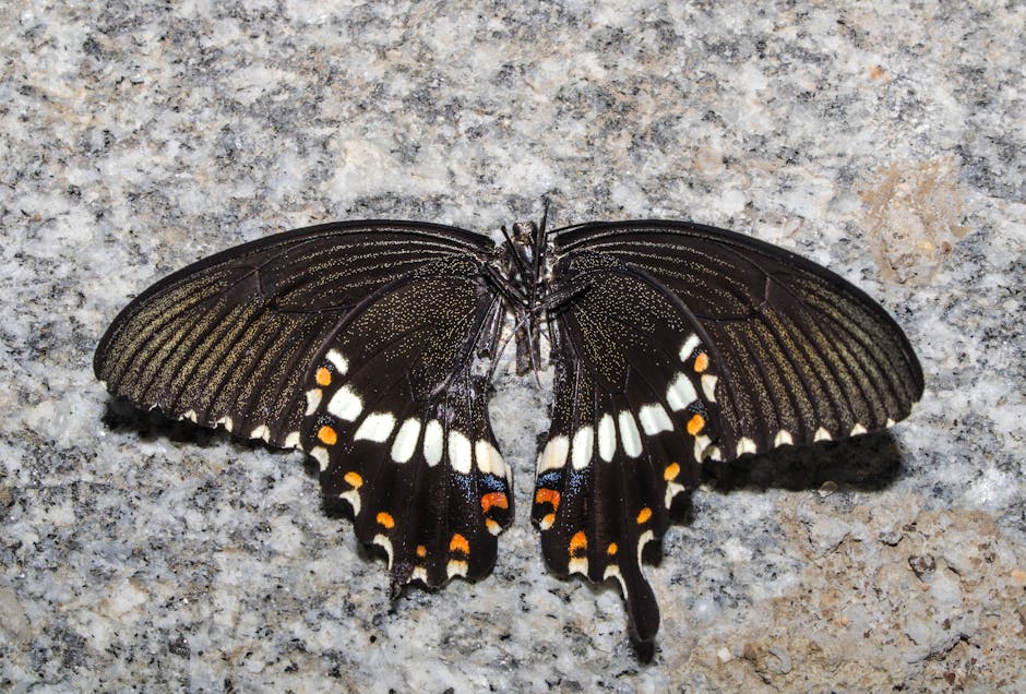 Kod-Adi-Kirlangic8217in-Basrolunde-Ucuncu-Degisiklik-Fatih-Ayhan-Geldi-featured