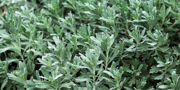 Pelin-Akil-ve-Anil-Altan8217dan-Aylar-Sonra-Beklenen-Ortak-Poz-featured