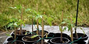 Uzak-Sehir8217in-Fidan8217i-Sosyal-Medyayi-Salladi-8220Aman-Fidan-Hanim8221-featured